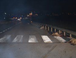 Otomobil Koyun Sürüsüne Çarptı 13 Koyun Telef Oldu