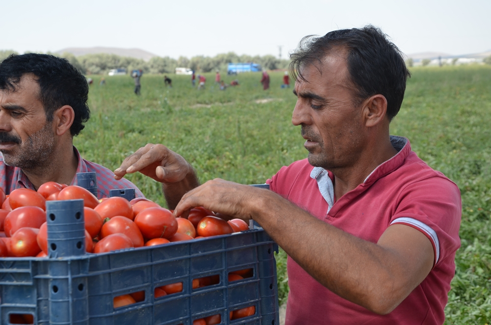 Türkiye Ve Dünyaya Zengen İsmini Domatesle Duyurdu