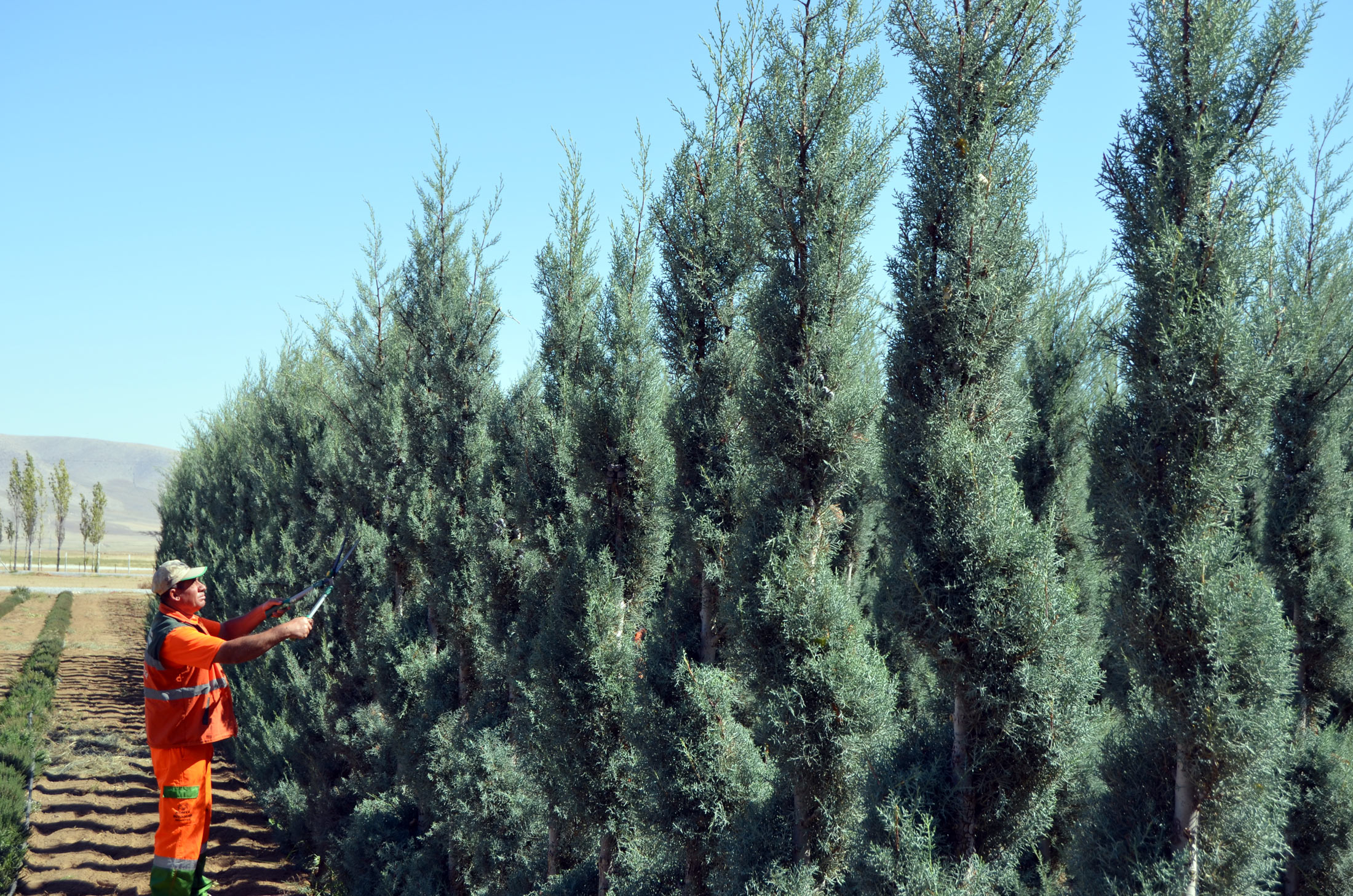 Tuzlukçu Parkı ve Fidanlığı Üretime Katkı Sağlıyor