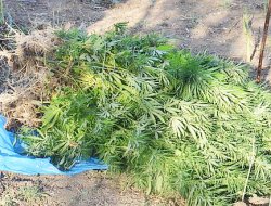 Jandarma, Pancar Tarlasında Hint Keneviri Ele Geçirdi