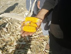 Borcunu Ödemeyen Çiftçi Kara Kara Düşünüyor!!!