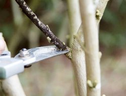Budama Zamanı Geliyor. Hazır mısınız?