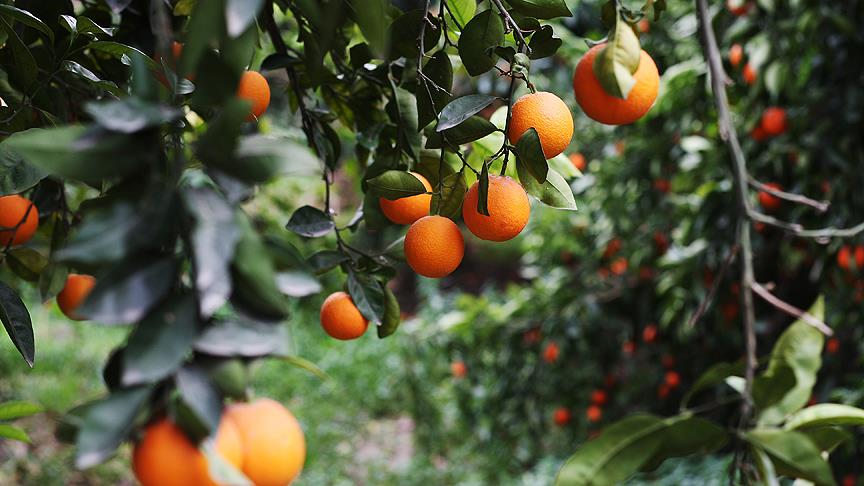 Ege Bölgesi Narenciye Rekoltesi 511 bin 711 ton