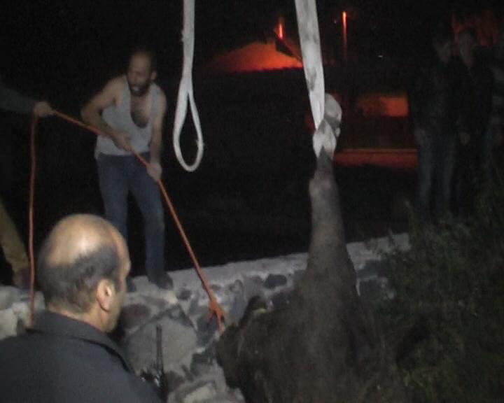 Ereğli’de İnek Kurtarma Operasyonu!