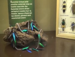 Kamuflaj ustası böcekler