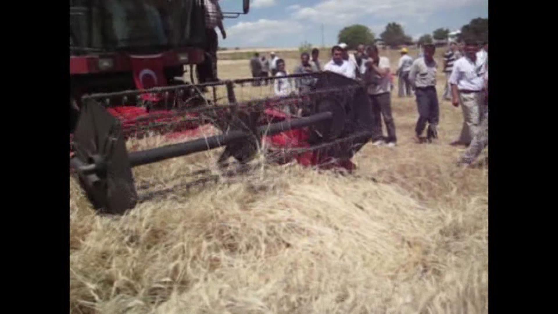 Konya Ovasında Yağış Azlığı, Hububatın Rekoltesini Düşürecek