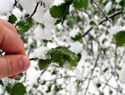 Meteorolojiden Zirai Don uyarısı!..