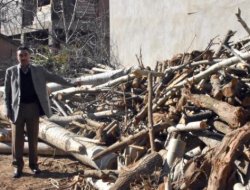 Toplulaştırma Yüzlerce Ağacın Kesilmesine Neden Oldu