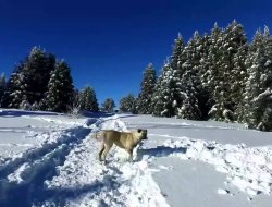 Her Yağan Kar Altın değerinde