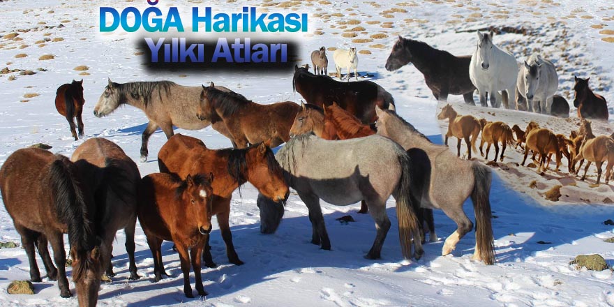 Aydoslar ’da Ereğli'nin Yılkı Atları