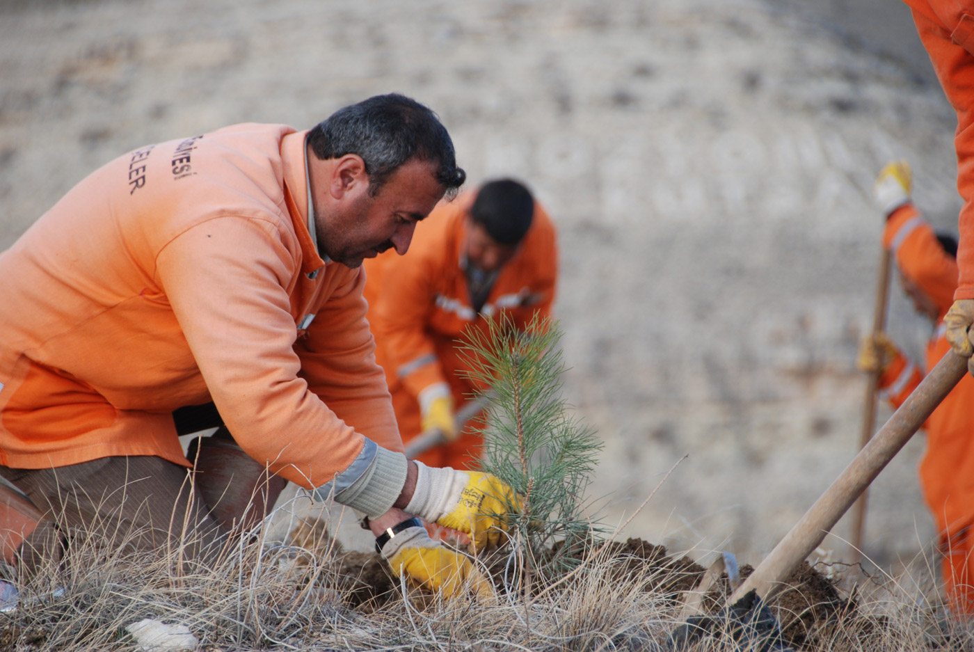 2016’da 9,6 Milyon Fidan Toprakla Buluştu