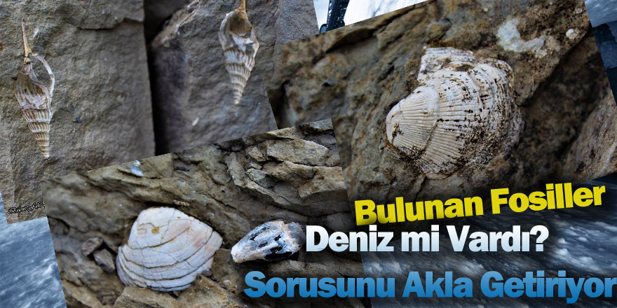 TOROSLARDA BULUNAN FOSİLLER DİKKAT ÇEKTİ?...