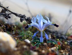 Nevruz Nedir? Ne Zaman Kutlanır?