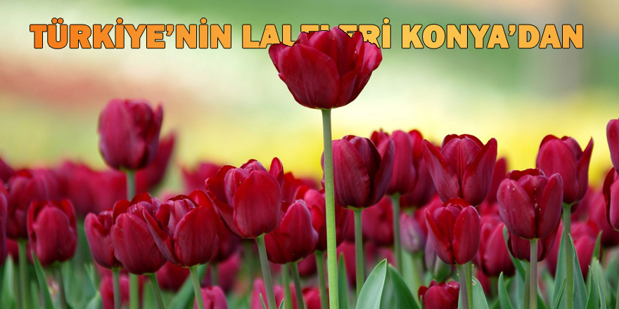 Türkiye'nin toplam lale üretiminin %98,5'ini Konya karşıladı