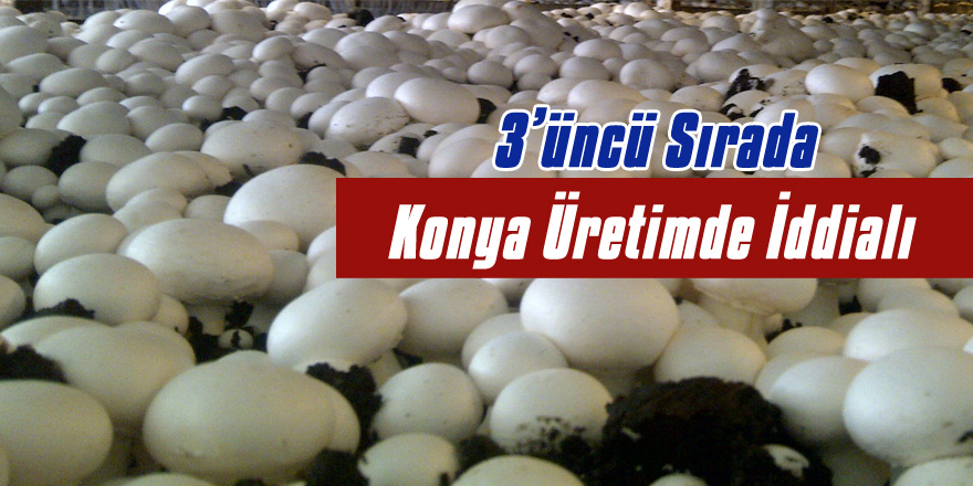 Konya Mantar  Üretiminde İddialı