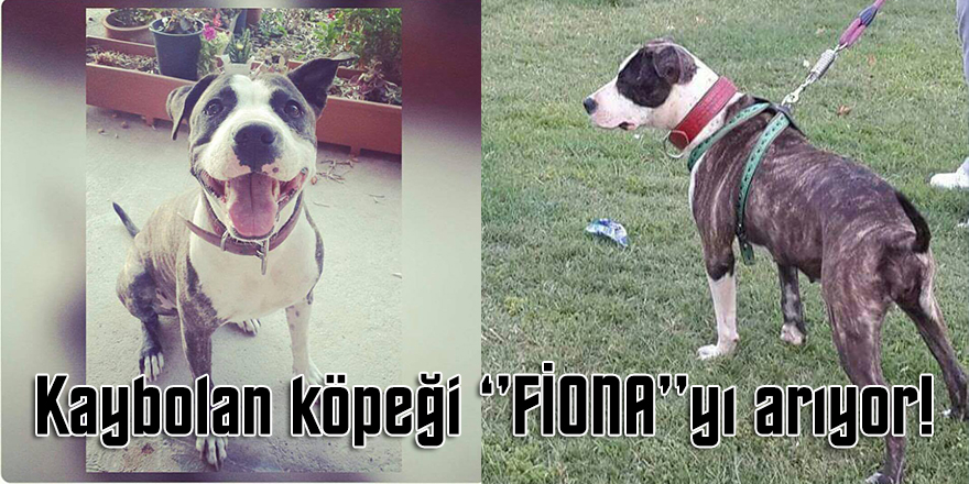 Kaybolan köpeği ‘’FİONA’’yı Arıyor!