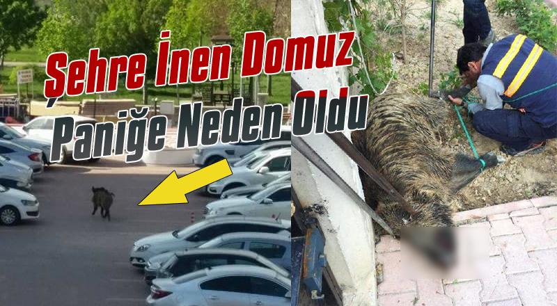 Domuz Hastanenin İçine girdi