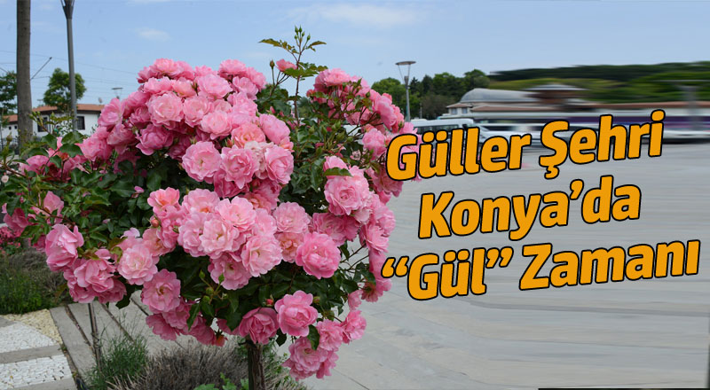 Güller Şehri Konya’da “Gül” Zamanı