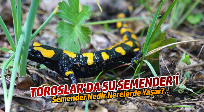 TOROSLAR’DA SU SEMENDER’İ