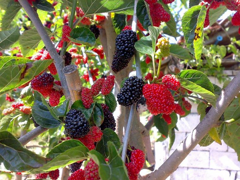 Karadut ve yaprağı efsanesi