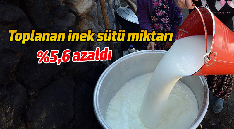 Toplanan İnek Sütü Miktarı Azaldı