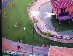 Kurnaz Tilki Kamerada