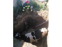 İTFAİYE’DEN İNEK KURTARMA OPERASYONU!