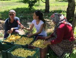 BEYAZ KİRAZ, BU SEZONDA GÜLDÜRMEDİ
