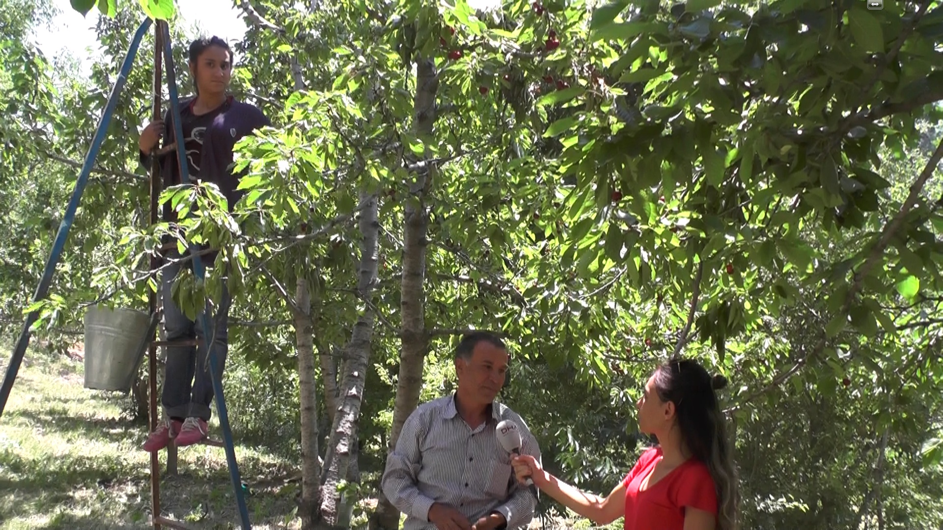 NAPOLYON KİRAZ YÜZLERİ GÜLDÜRÜYOR