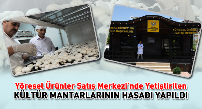 Yöresel Ürünler Satış Merkezi’nde Yetiştirilen Kültür Mantarlarının Hasadı Yapıldı