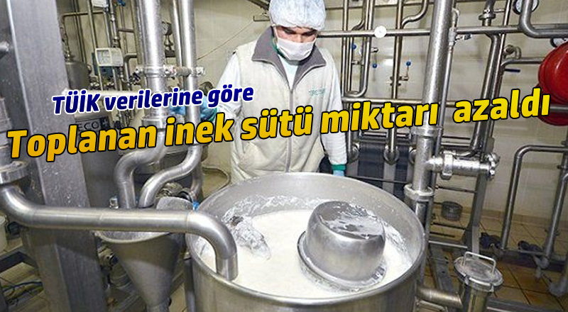 Toplanan İnek Sütü Miktarı  Azaldı