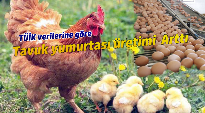 Tavuk yumurtası üretimi 1,5 milyar adet olarak gerçekleşti