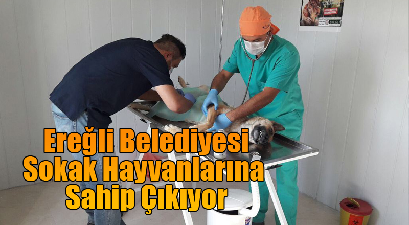 Başkan Özgüven: “Sokak Hayvanlarına Sahip Çıkıyoruz”