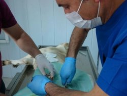 EREĞLİ’DE BİR İLK SOKAK HAYVANLARI KISIRLAŞTIRILIYOR