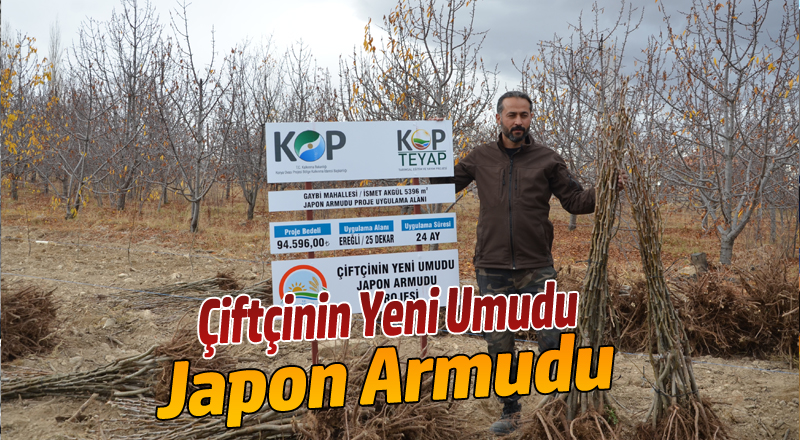 EREĞLİ ÇİFTÇİSİNİN YENİ UMUDU; JAPON ARMUDU