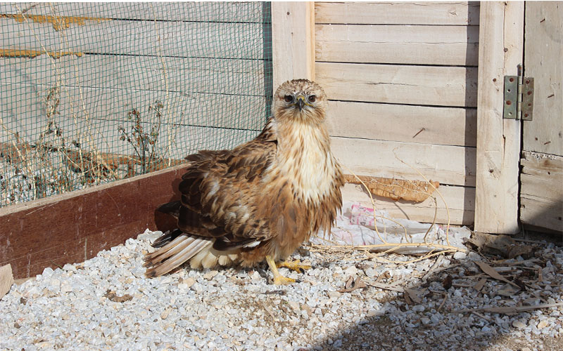 Belediye Ekipleri Yaralı Şahine Umut Oldu