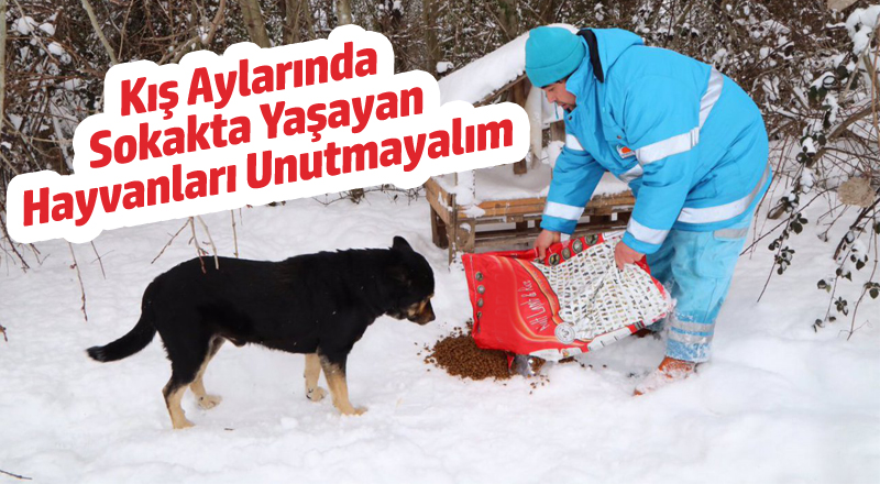 Kış Aylarında Sokakta Yaşayan Hayvanları Unutmayalım