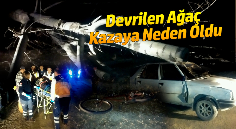 Şiddetli Rüzgârın Devirdiği Ağaç Kazaya Neden Oldu: 2 Yaralı