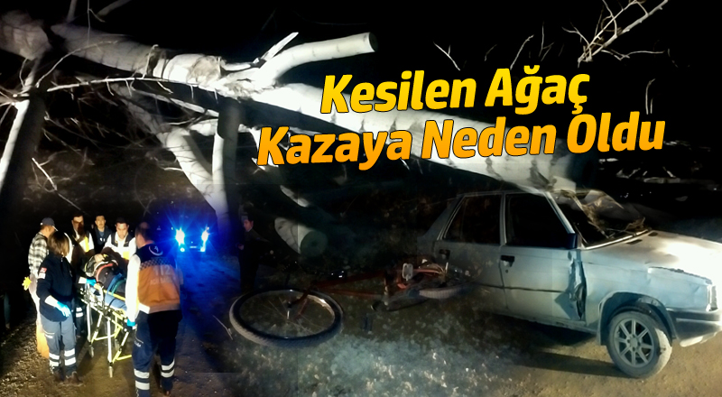 Kesilen Ağaç Kazaya Neden Oldu: 2 Yaralı