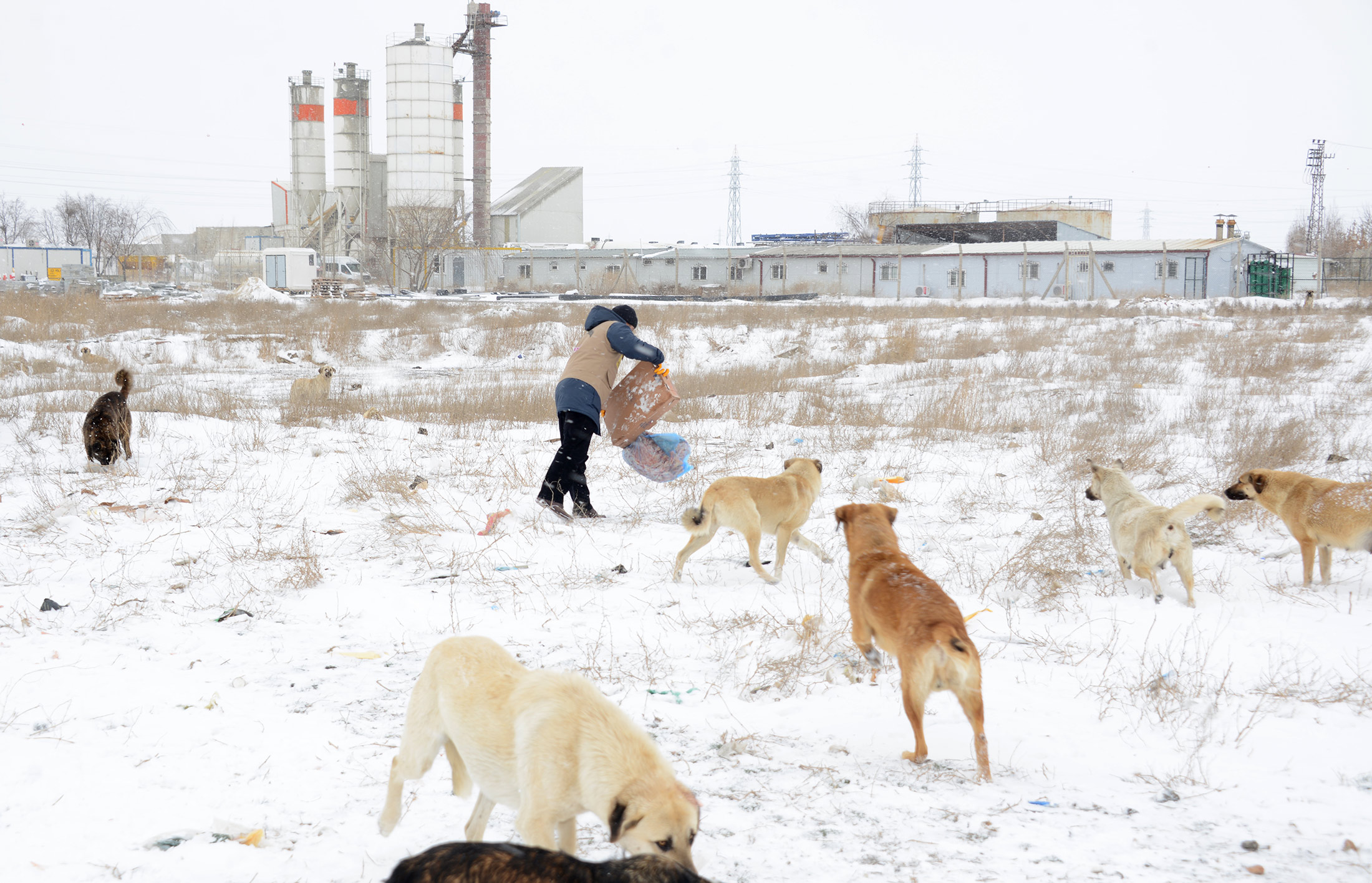 Kuşlar ve Sahipsiz Hayvanlar İçin Yem Bırakılıyor