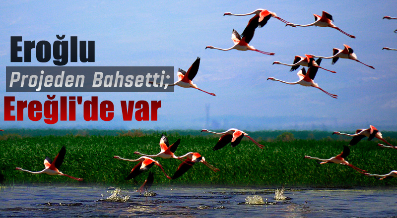 Eroğlu, Projeden Bahsetti; Ereğli'de var