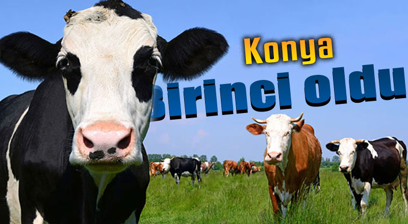 2017 yılında Konya ili sığır sayısında birinci oldu