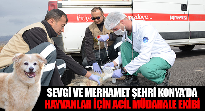 Sevgi ve Merhamet Şehri Konya’da Hayvanlar İçin Acil Müdahale Ekibi