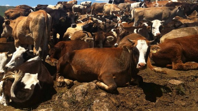 Şap'a  Aman Dikkat!