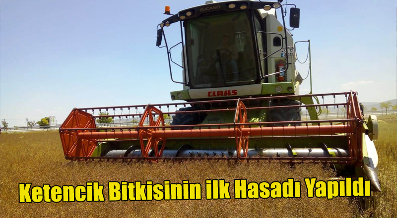 Konya arazilerinin yeni bitkisi Ketencik…