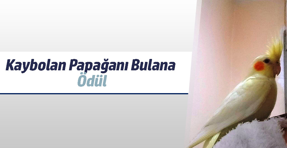 Kaybolan Papağanı Bulana Ödül