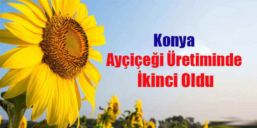 Konya Ayçiçeği Üretiminde İkinci Oldu