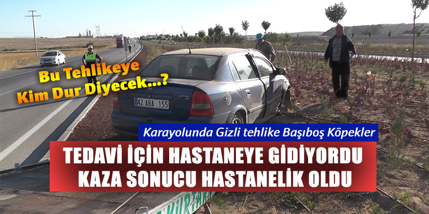 YİNE BAŞIBOŞ KÖPEK YİNE KAZA ; 2 YARALI