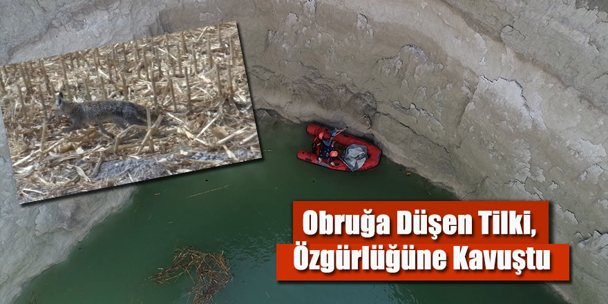 Obruğa Düşen Tilki, Özgürlüğüne Kavuştu