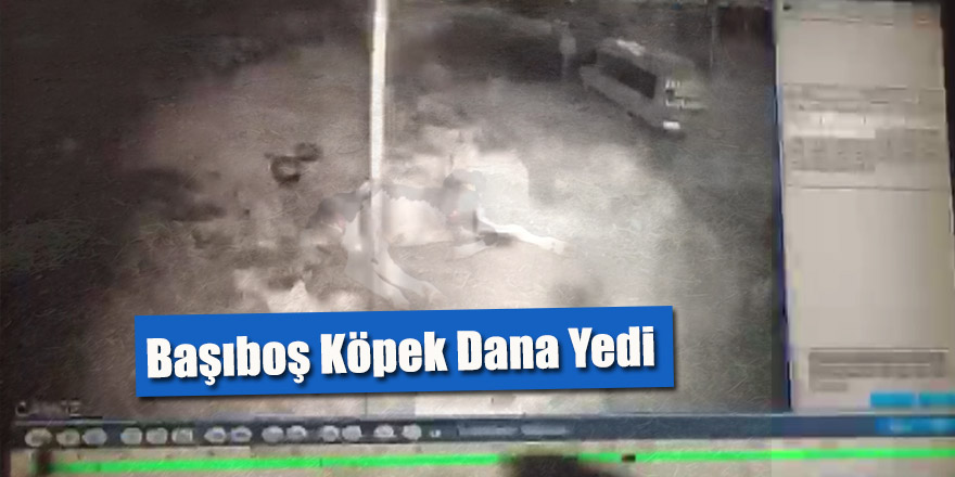 Başıboş Köpek Dana Yedi